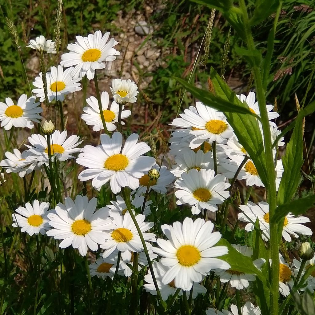 親父(2022.6.14 1時49分)