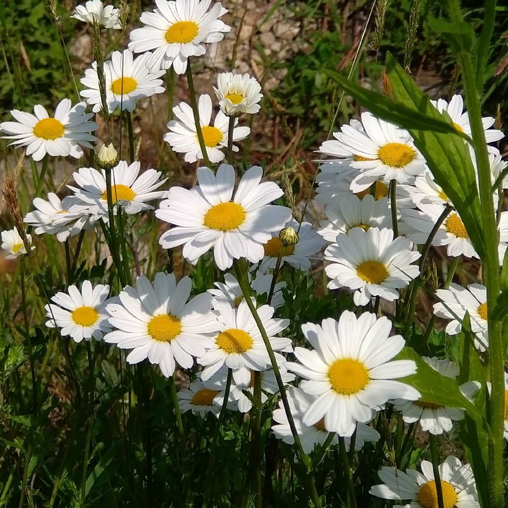 親父(2022.6.15 4時30分)