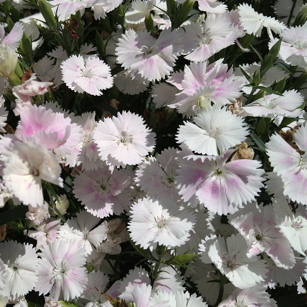 親父(2022.6.16 1時30分)