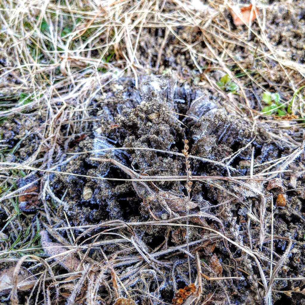 霜柱を踏んでみた