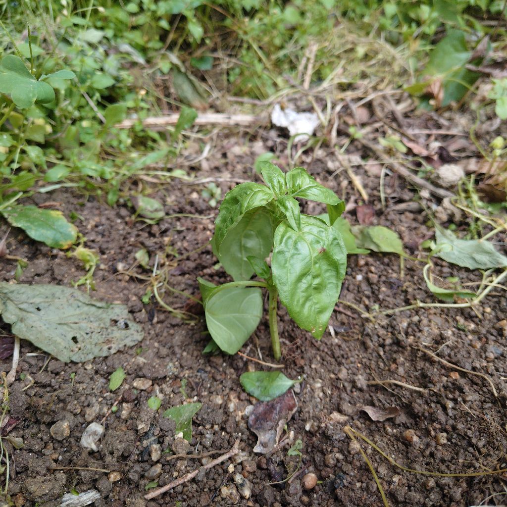 バジルがすげぇ！