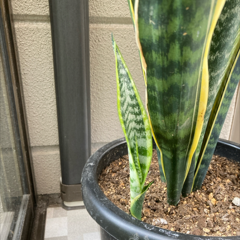 植物に習う「懸命なら必ず芽は出る！」