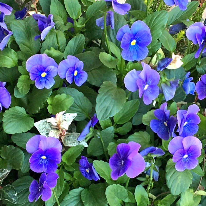 #3 花にまつわる怖い話