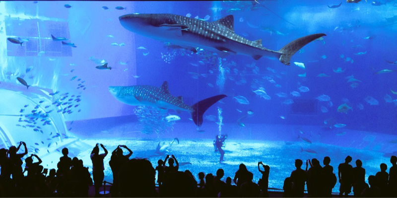 #7 魚たち あとがきラジオ