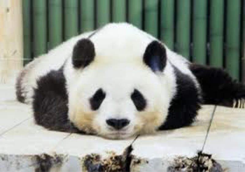 パンダについてin東京