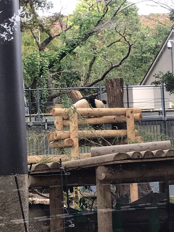 テーマ #恋人にしたい動物 #結婚したい動物