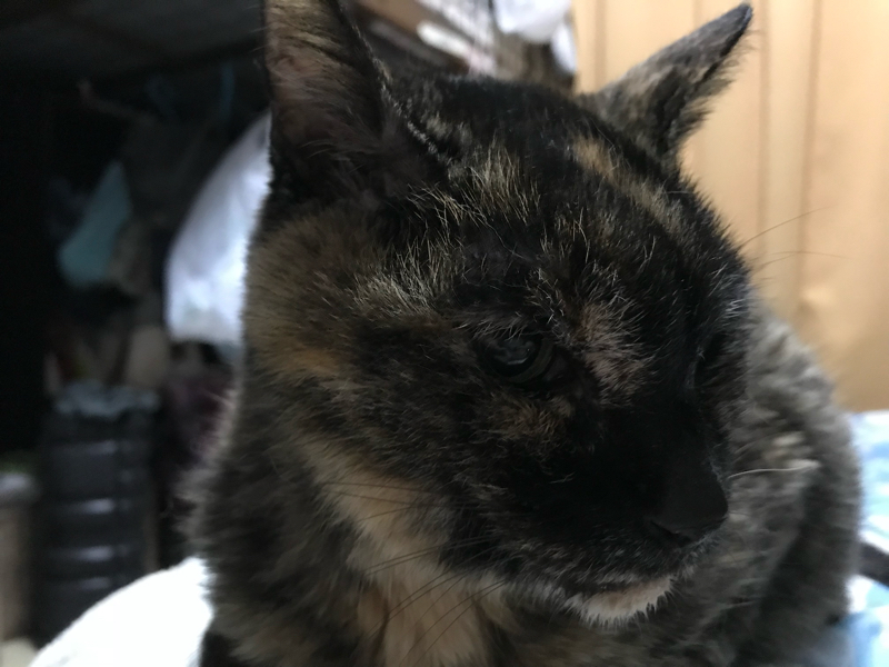 パニーニの独り言・グチ・妄言