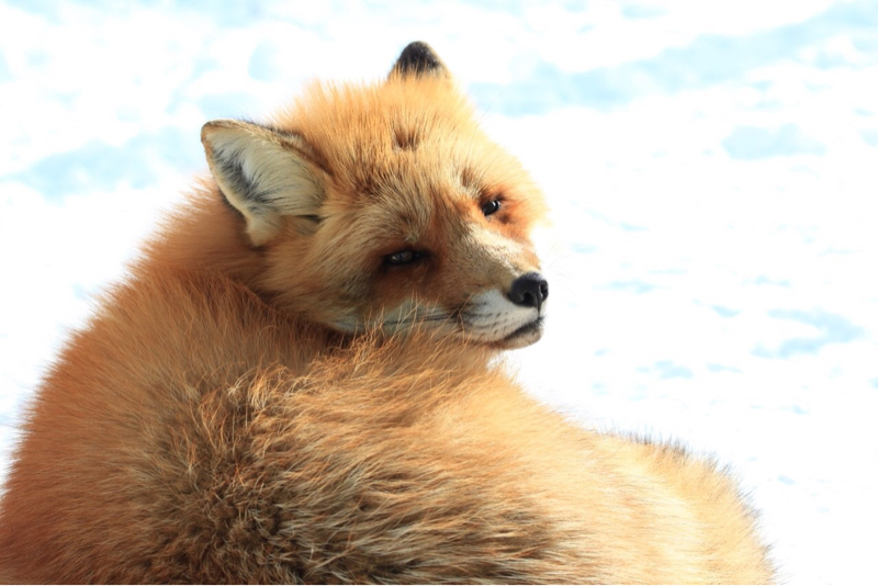 「注文の多い料理店」②