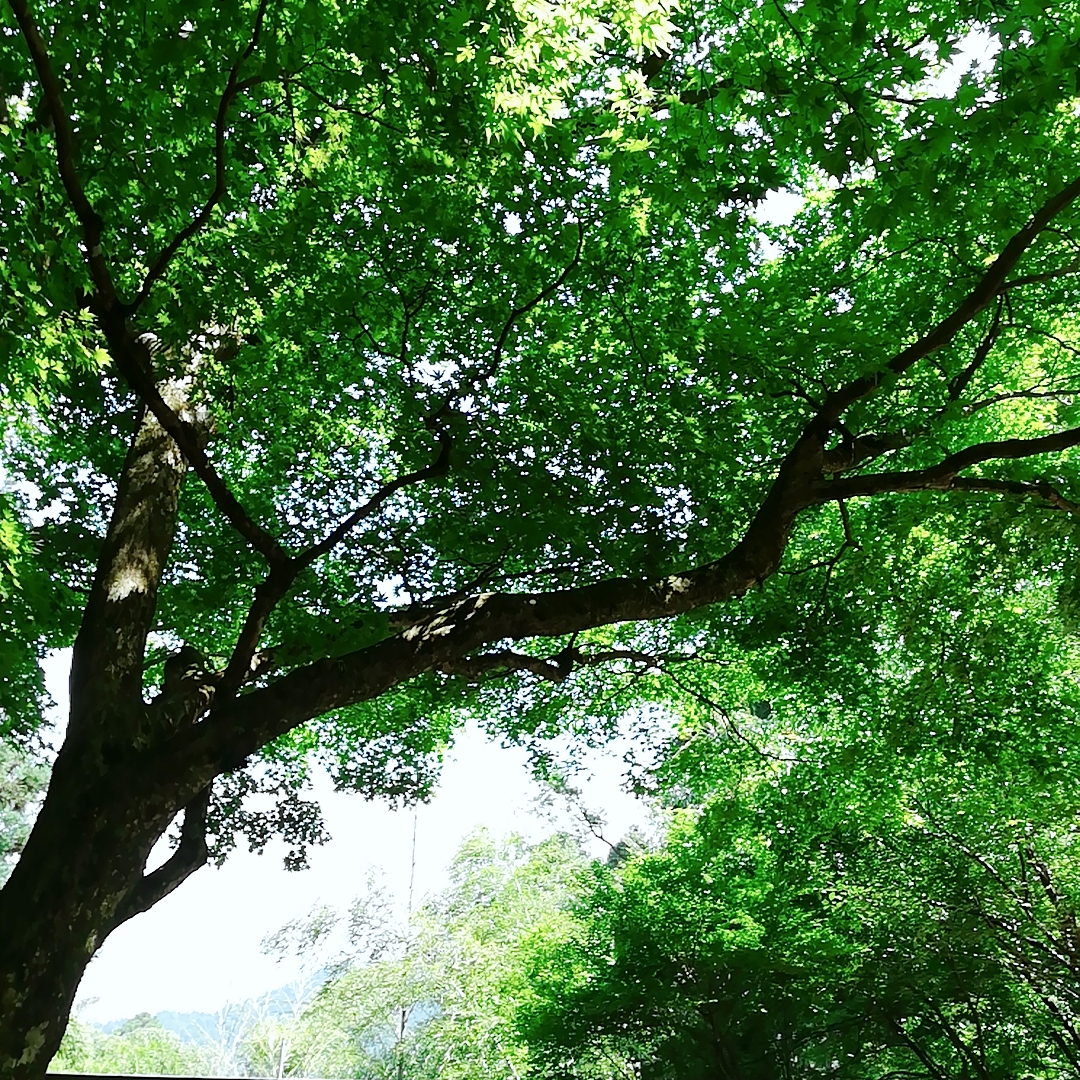 ba-ba chie の宇宙なおしゃべり