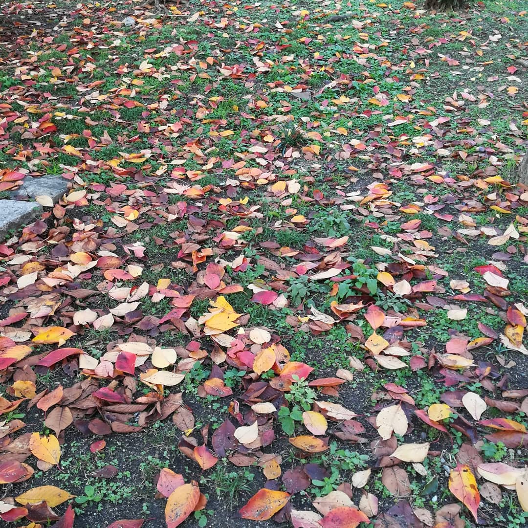 #7-1服部みれいさんのトークイベント