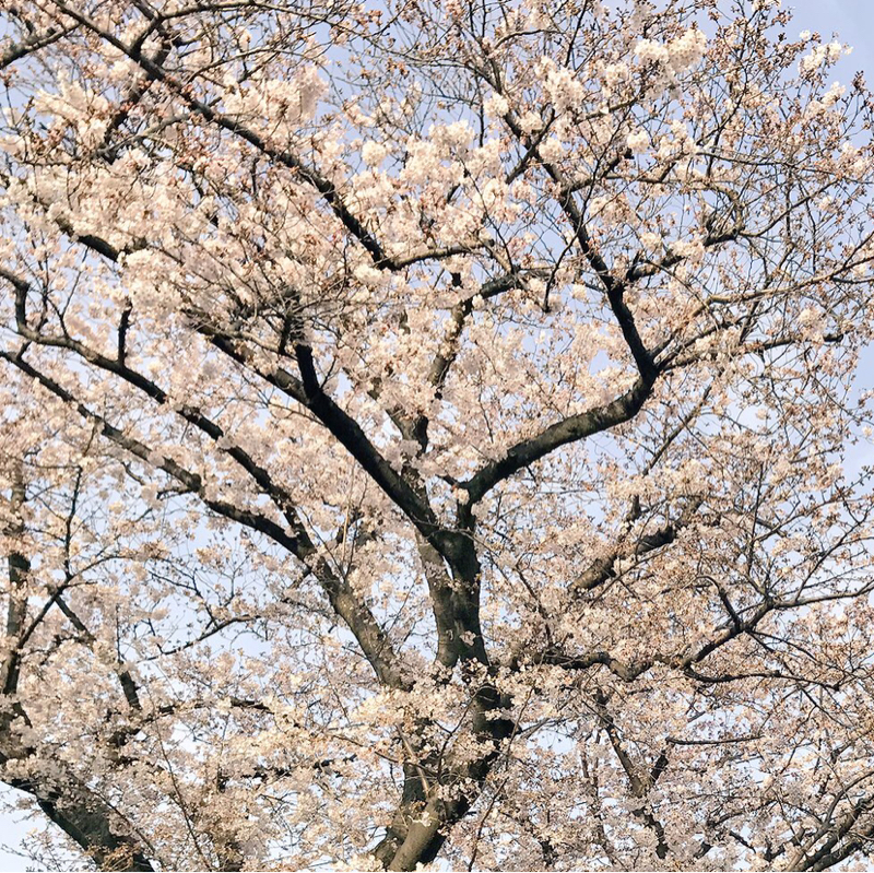 みくにレストランのオールナイトミクニッポン#367『お花見vs大雨のお話‼︎』