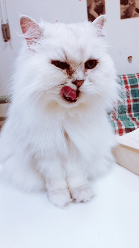 シムどぽトーク2