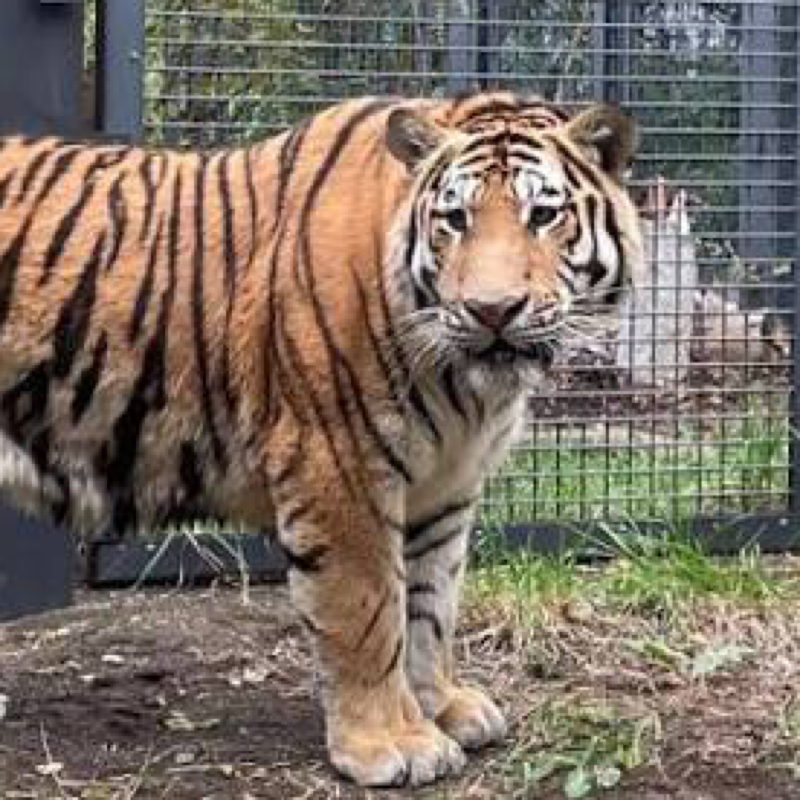 第217回　動物園をやってみよう