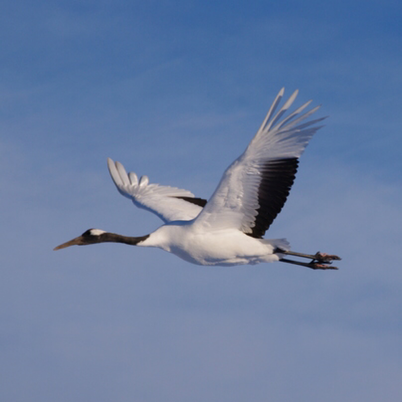 第218回　つるをやってみよう