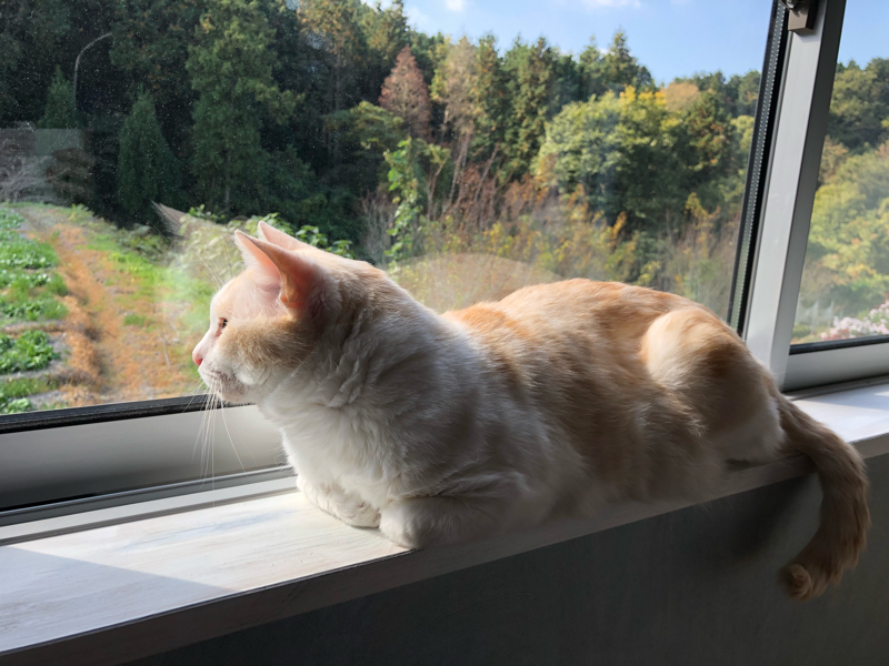 フリートーク夢らじお