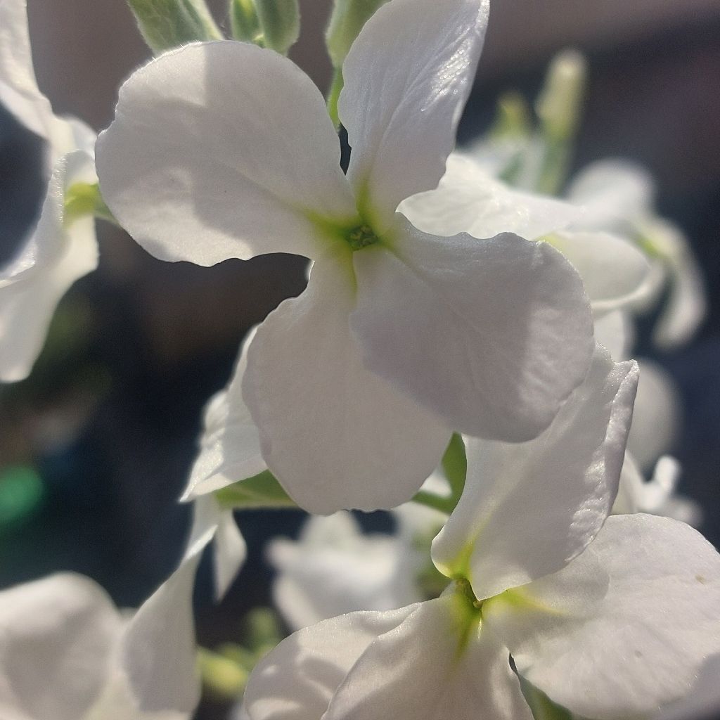 音に膜を張りたい/ゆるーい作業日記