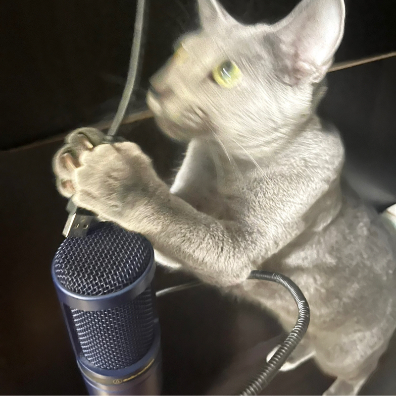 猫と暮らし始めてました!【猫トーク前半】