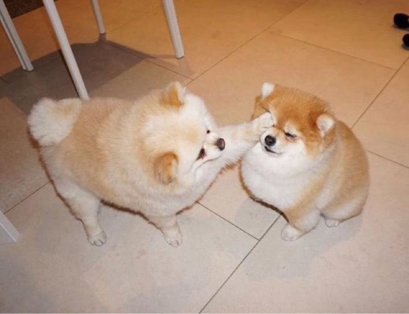 #21 「私達は失敗しない。勉強しているだけだ」