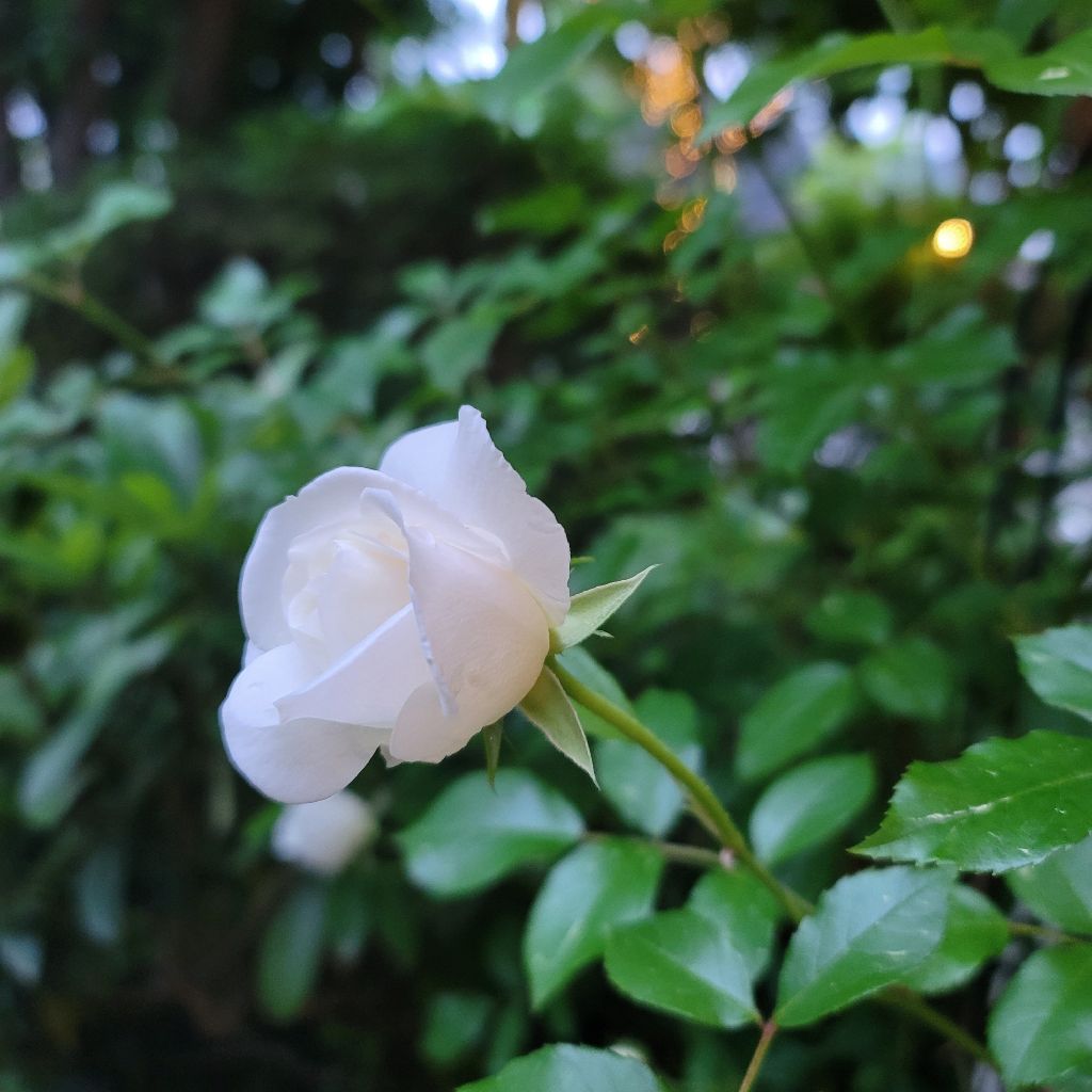 いつもlucky🍀が舞い降りる