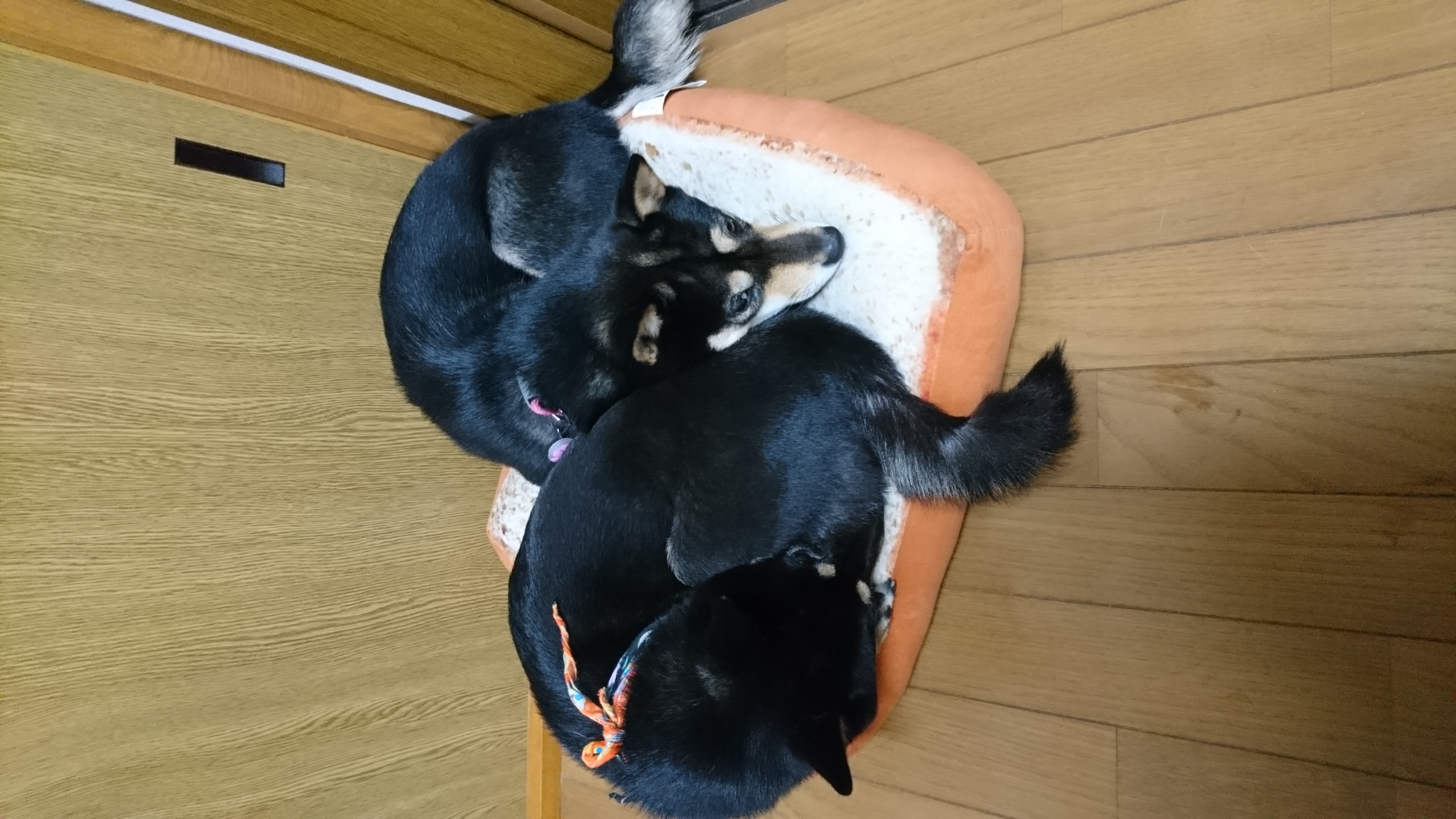 地方民あるあると信じたい