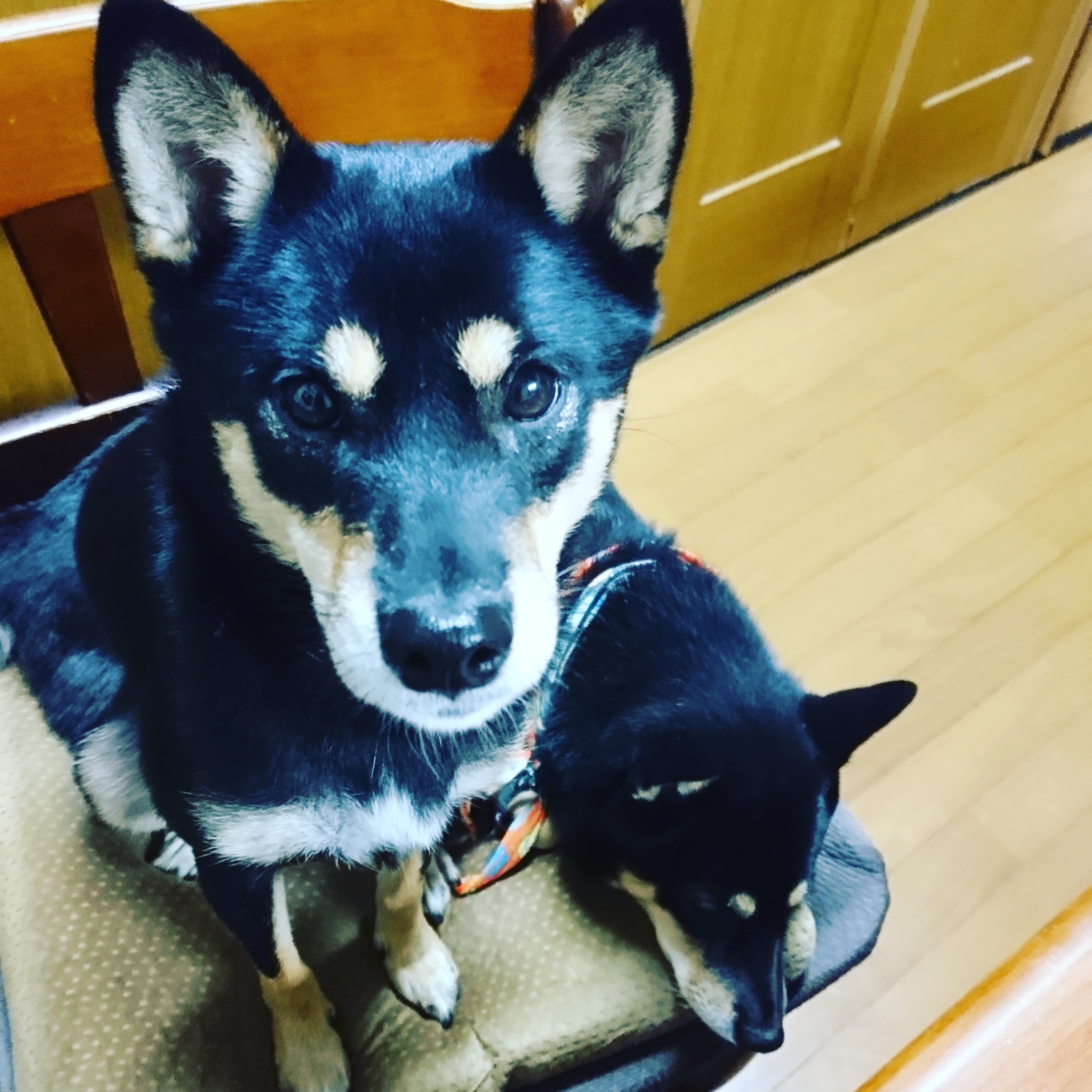 いい肉の日だから✈️について