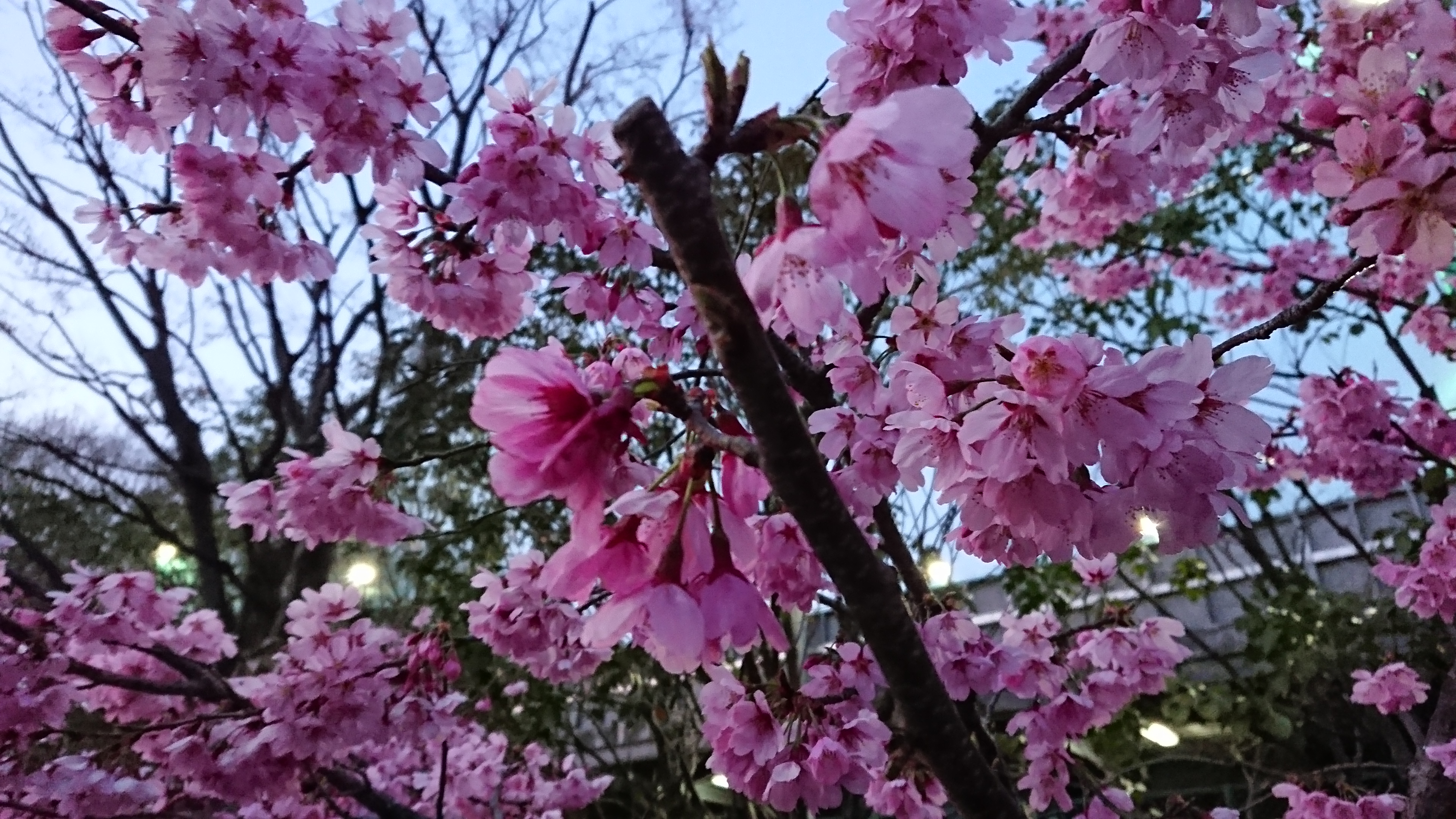 #112 満開のみやび桜