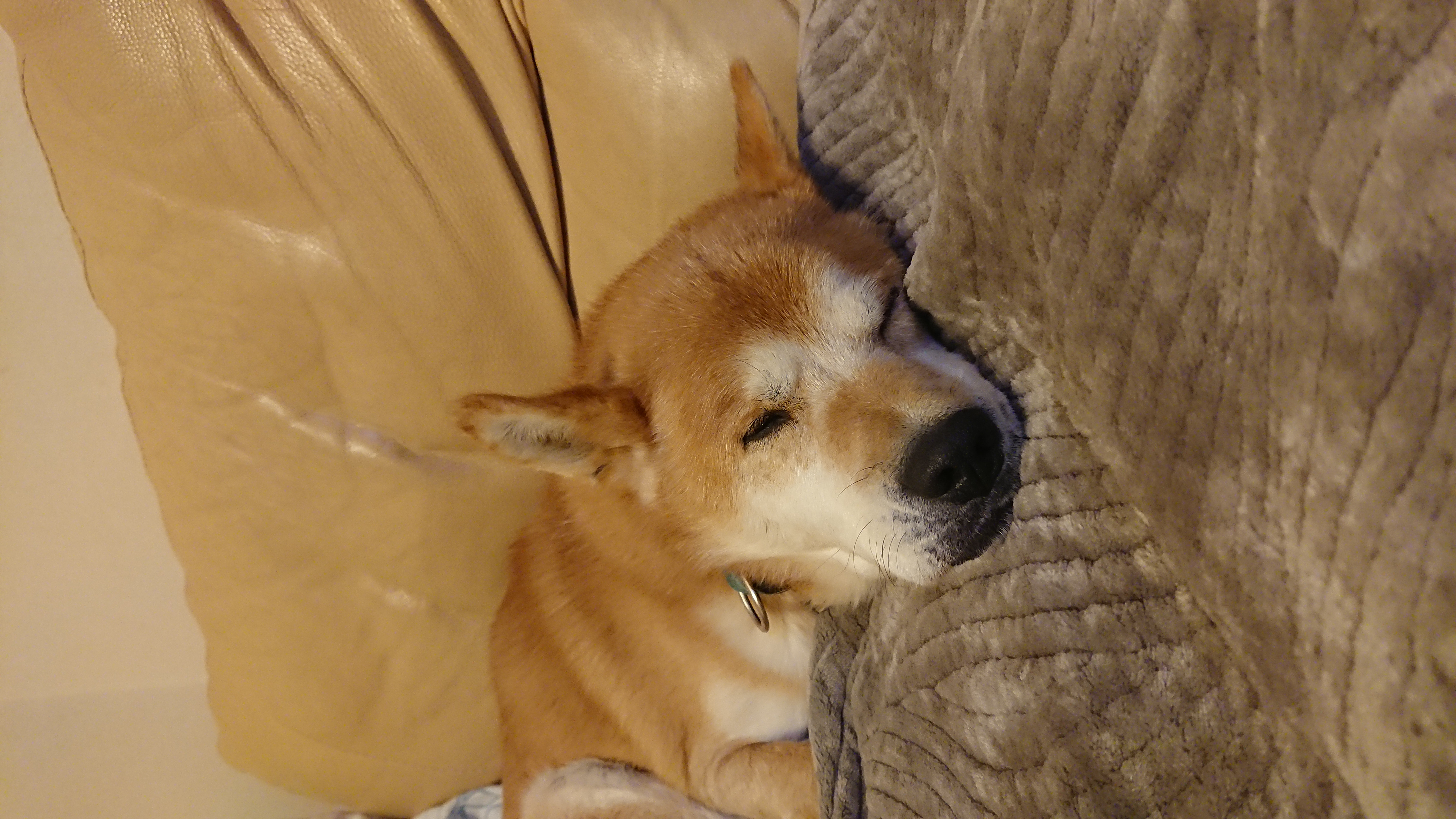 #26 犬との散歩で大切にしている2つのこと