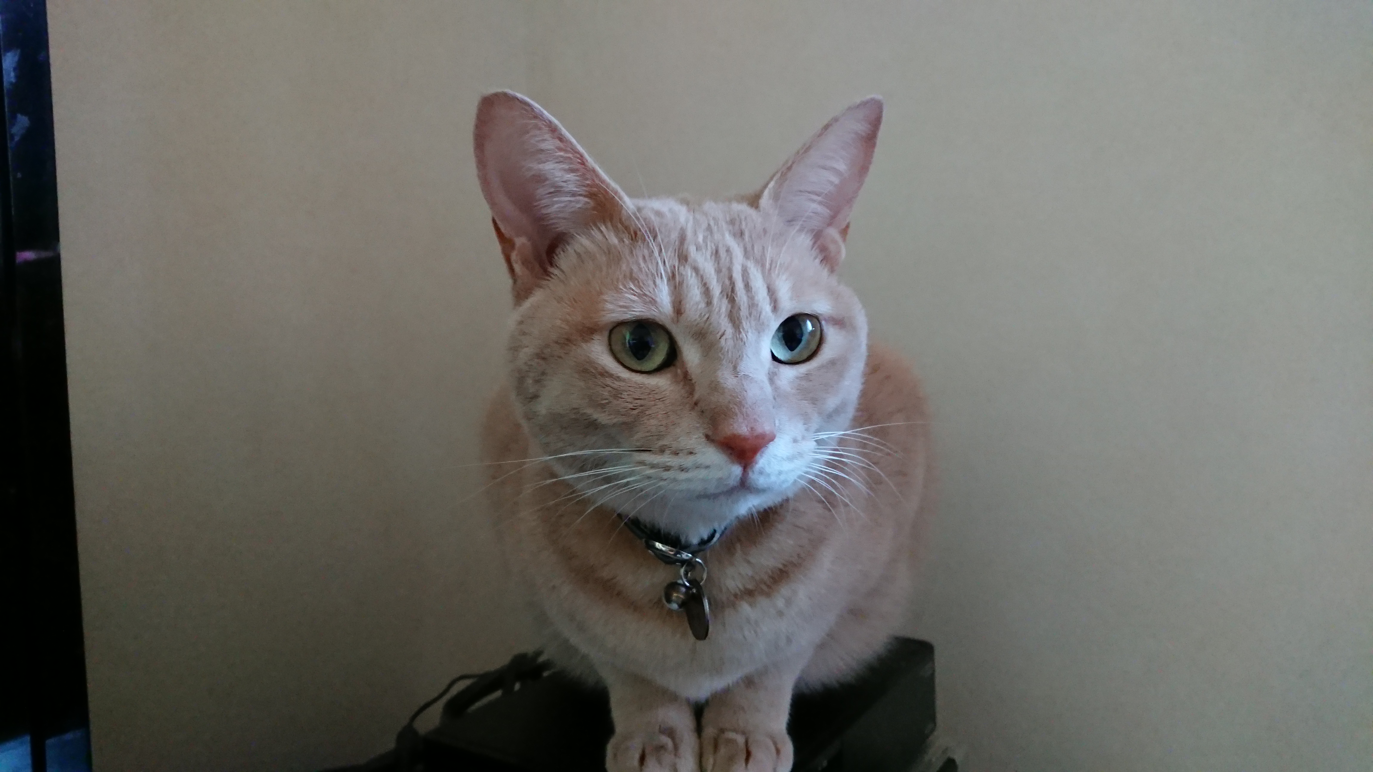 #54 賢い我が家の「猫しゃん」