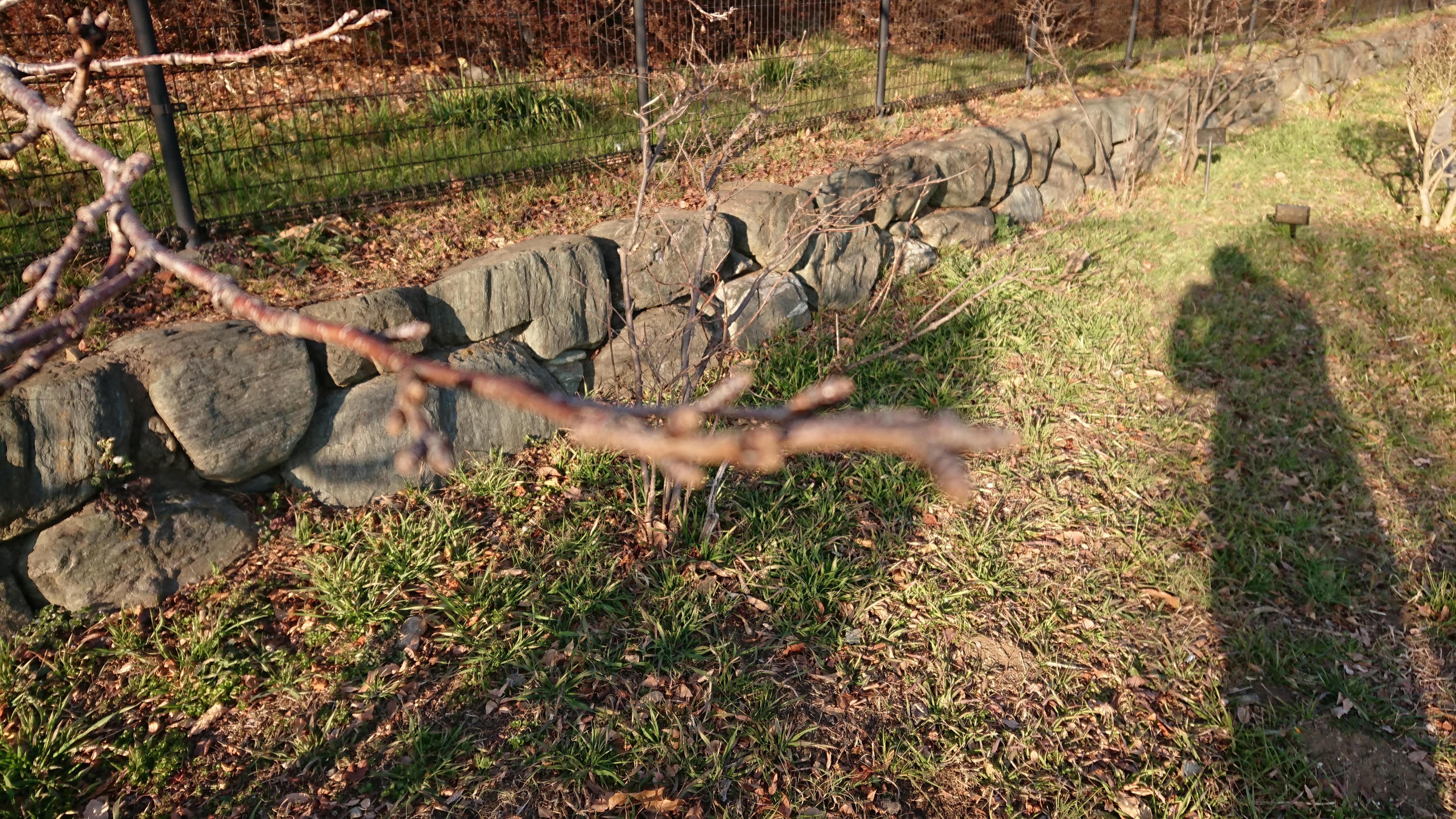 #83 「桜の蕾」と「僕の気持ち」は繋がっている