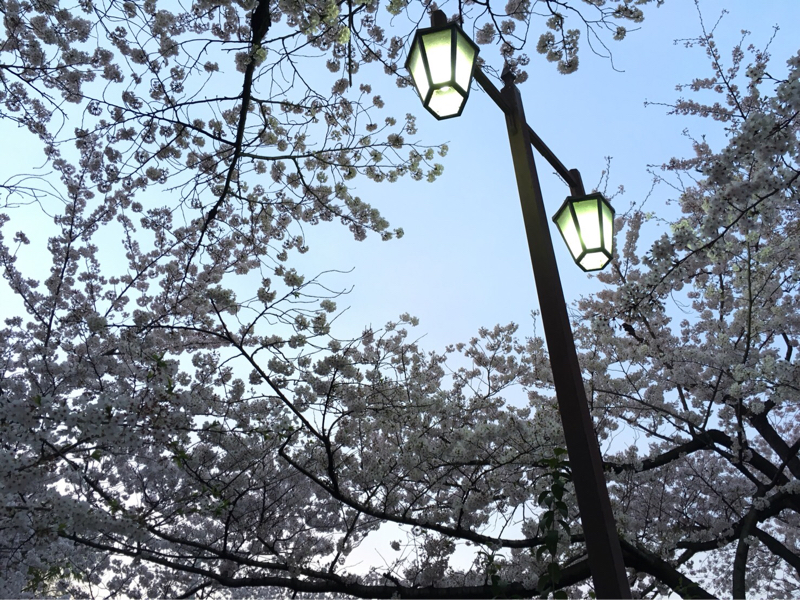 弾き語り回vol.1 最も愛され、最も苦しんだ紫の上の話 源氏物語シリーズ