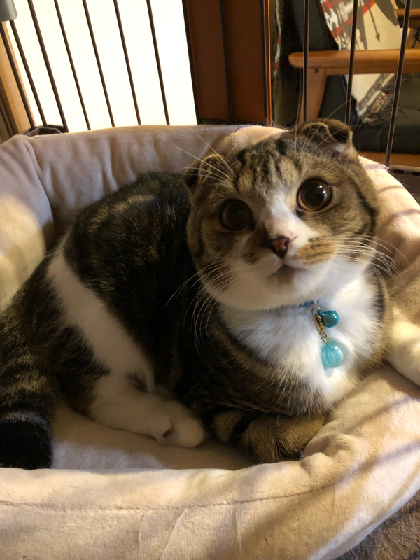 Maiのラジオブログ