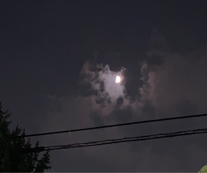 よるのいきもの