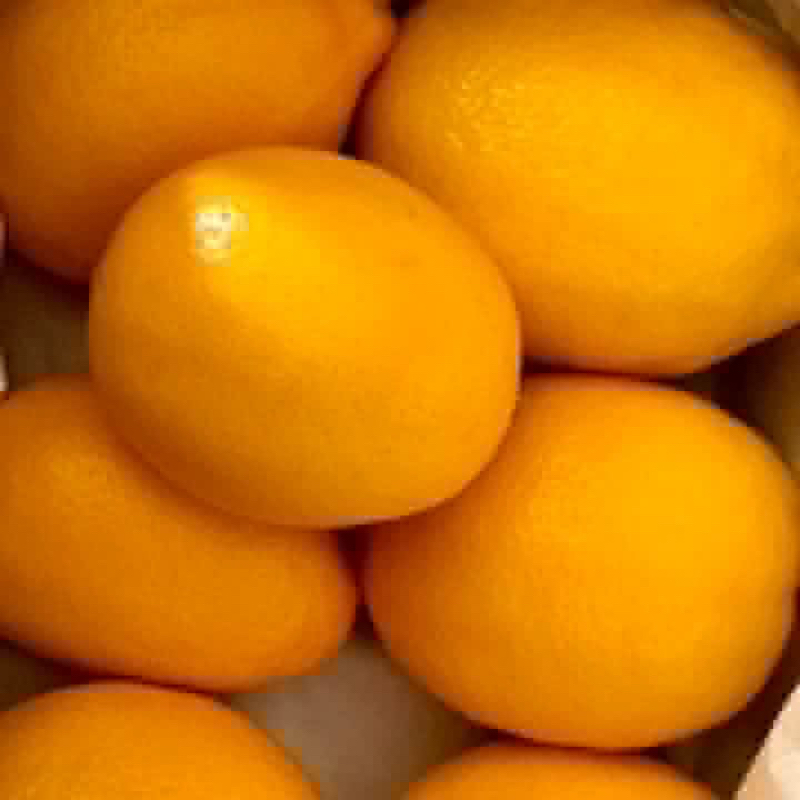 八丈島レモン@西浜農園　#1,223