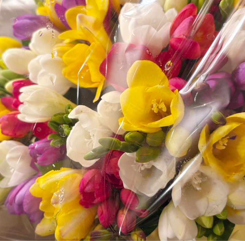 八丈島からフリージアが届きました　#1,233