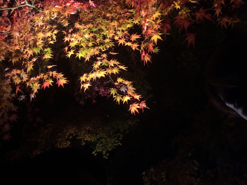 ぶたぶたくんのおかいもの