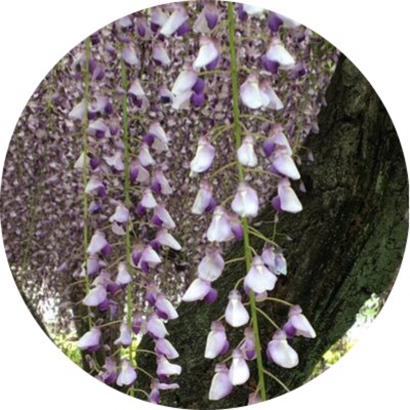 独り言 ヒプマイ