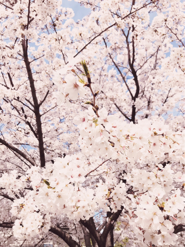 春だから自分ちの推しのパンツの話もするよ