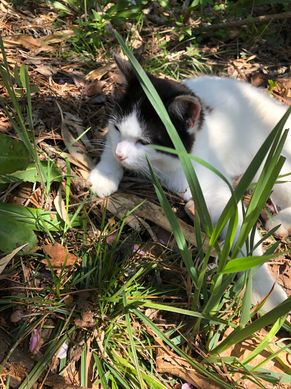 これは内緒の話