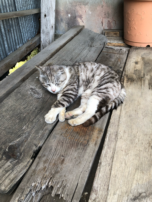 テンション6割、喋るツイート