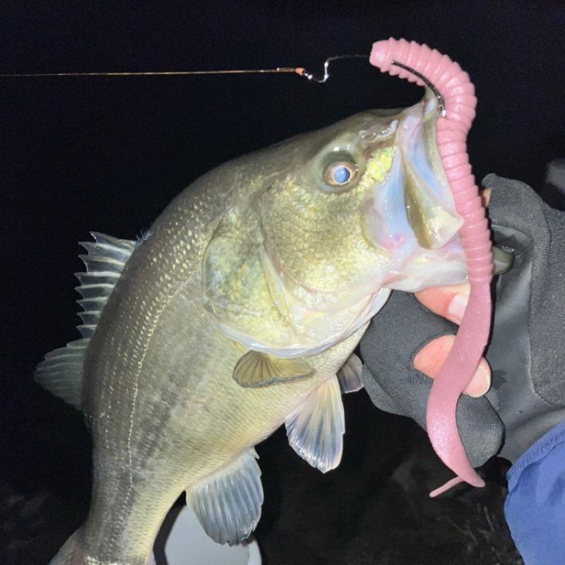 【木曜日】色んなルアーがあルア～る『Barkley/キングテール』