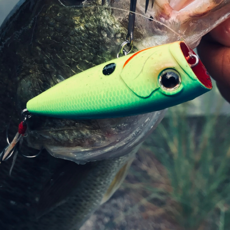 【木曜日】色んなルアーがあルア～る『DAIWA/STEEZ POPPER』