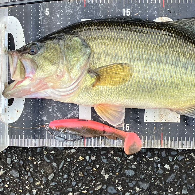 【木曜日】色んなルアーがあルア～る『パワーウィグラー』