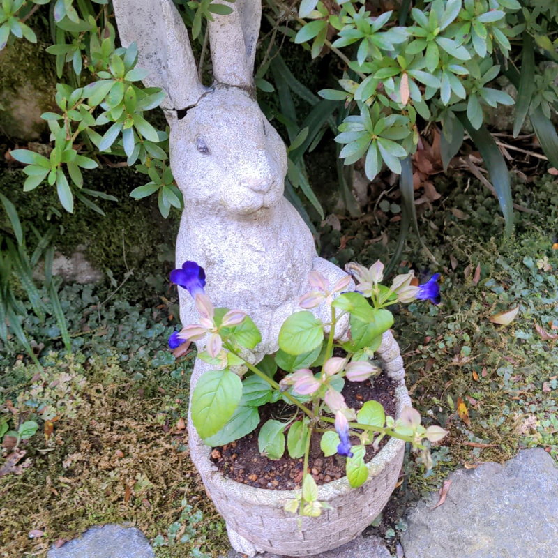 ちはやん🫧🌃✨