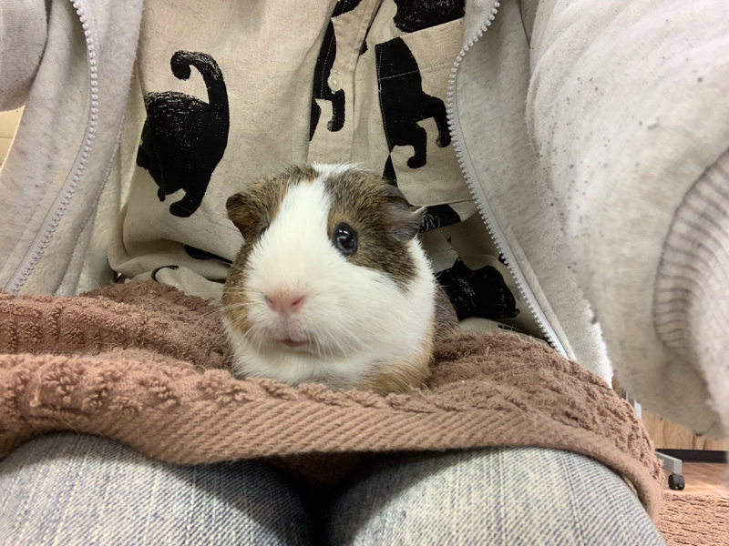 お便りがきました