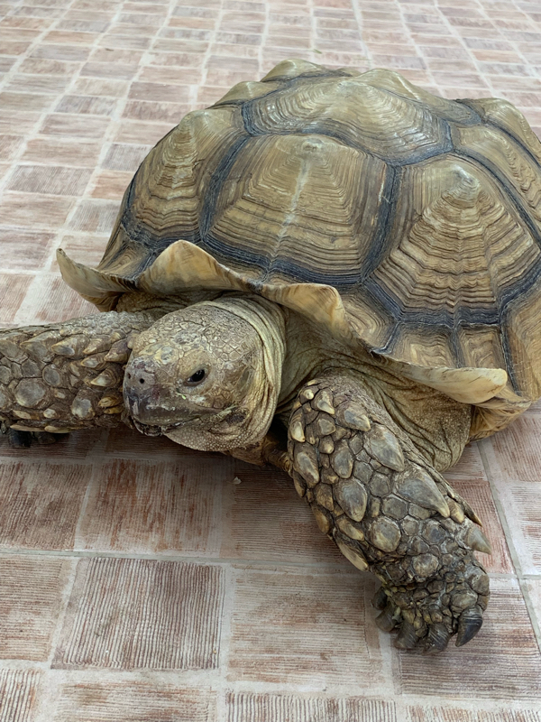 弱音を吐きます