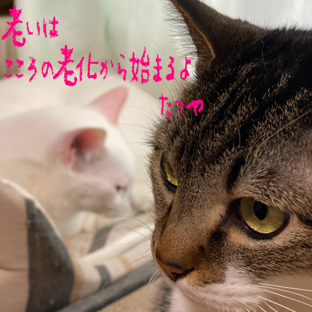 ＃３　老いはこころの老化から始まるよ