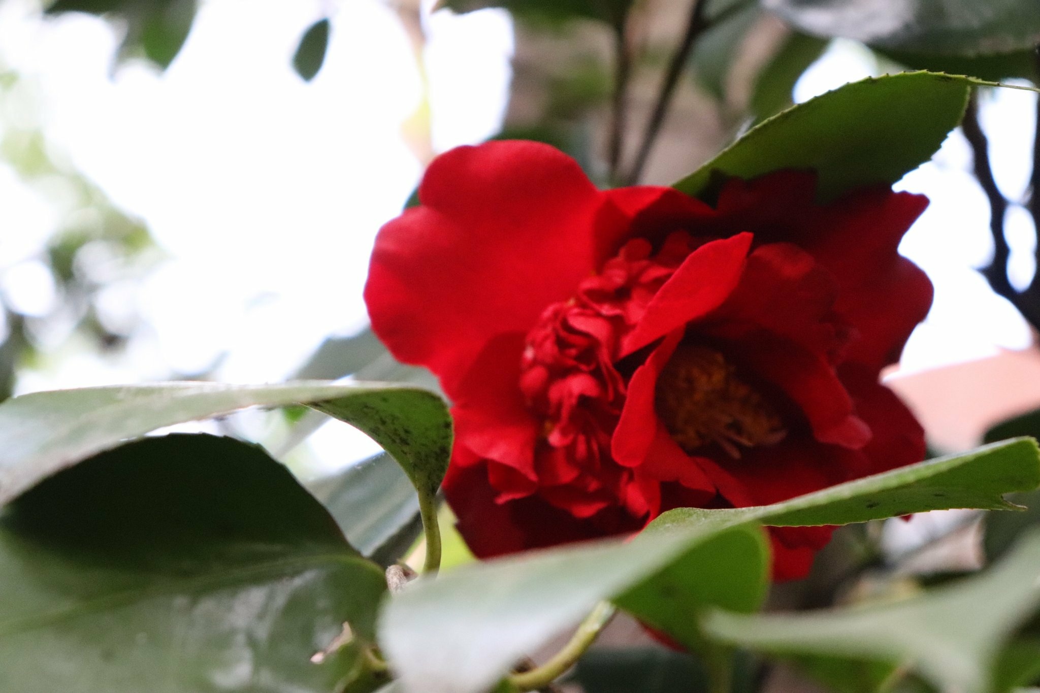 【第1回】金カムとショートソング部について