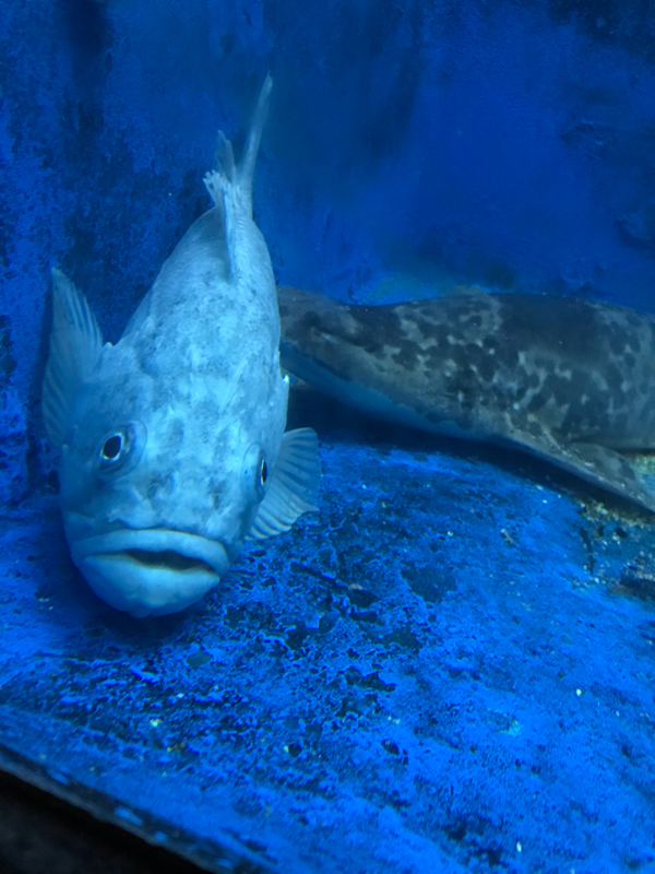 ぎもってとーく