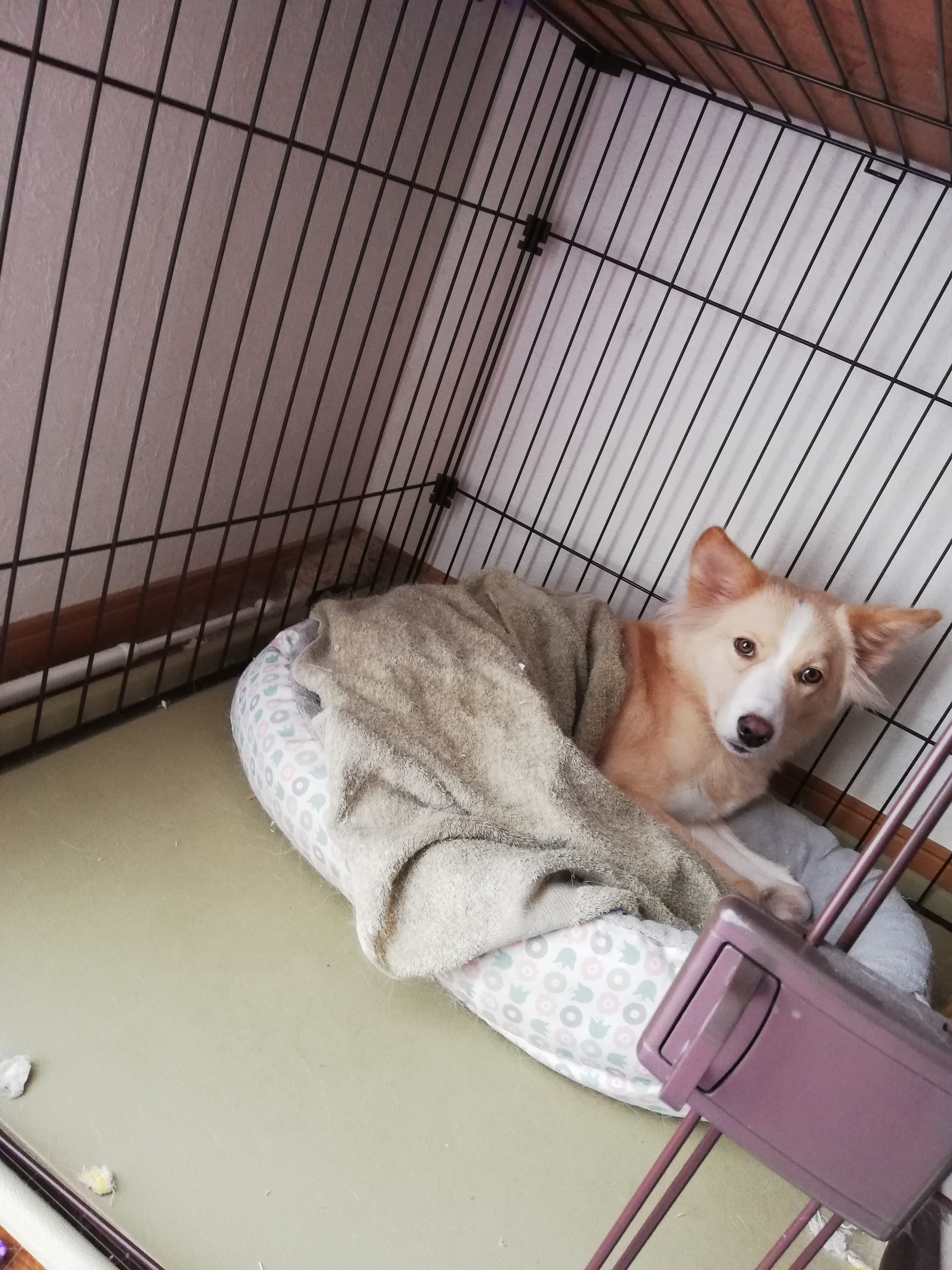 ハロウィンイベ2018語り4