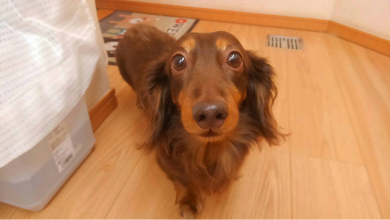 金カム14巻 犬童と土方さんの話